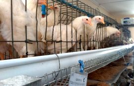 Criaderos de gallinas y salmonella