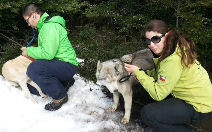 Carrera de Medicina veterinaria UST en terreno
