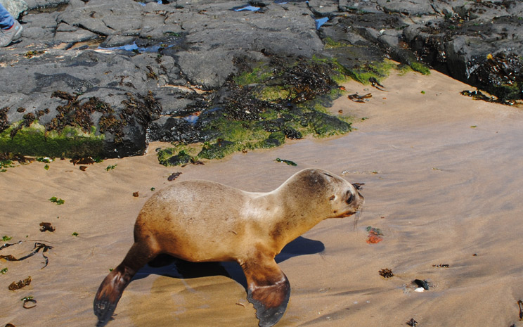 Liberación de cría de lobo marino