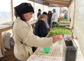 Productoira de hortalizas, dentro de un invernadero, revisa los brotes de un cultivo hidropónico.