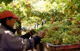 Trabajador revisa uvas tras recogerlas de plantación de vides.