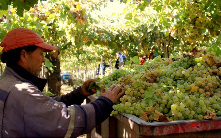 Trabajador revisa uvas tras recogerlas de plantación de vides.