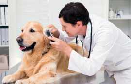 Médico veterinario