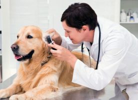 Médico veterinario