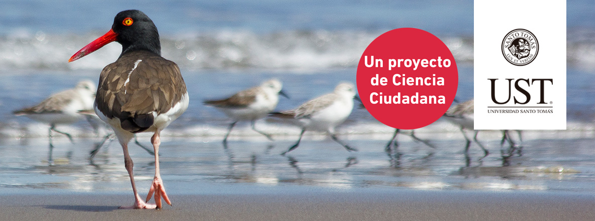 Hackathon de Modelamiento de Distribución Atlas de Aves Nidificantes de Chile