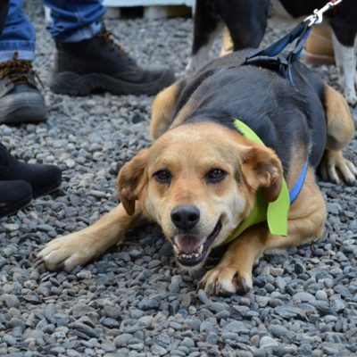 entrega de casas para perros abandonados