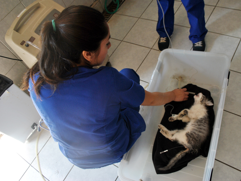 Animales afectados por el incendio en Valparaíso son atendidos en Hospital Clínico Veterinario UST Viña del Mar