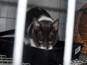 Animales afectados por incendio en Valparaíso buscan ser adoptados. Hospital Clínico Veterinario UST Viña del Mar