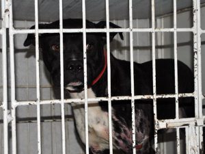 Animales afectados por incendio en Valparaíso buscan ser adoptados. Hospital Clínico Veterinario UST Viña del Mar