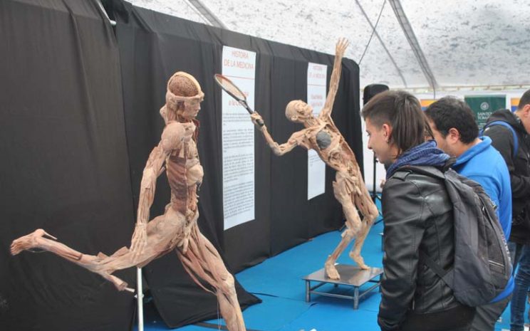Bodies, cuerpos humanos reales, muestra 2016