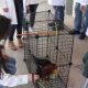 Alumna observa jaula de gallina, parte de proyecto presentado en la actividad.