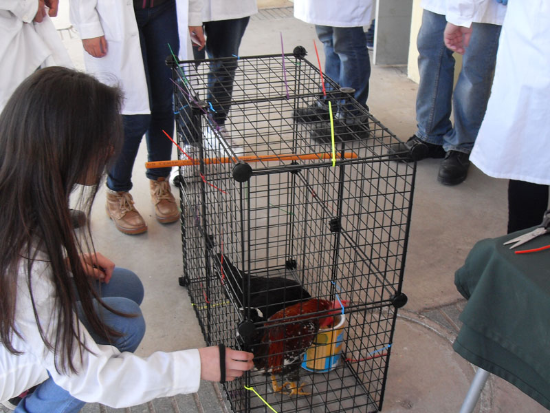 Alumna observa jaula de gallina, parte de proyecto presentado en la actividad.