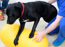 La importancia de la rehabilitación y fisioterapia en nuestras mascotas