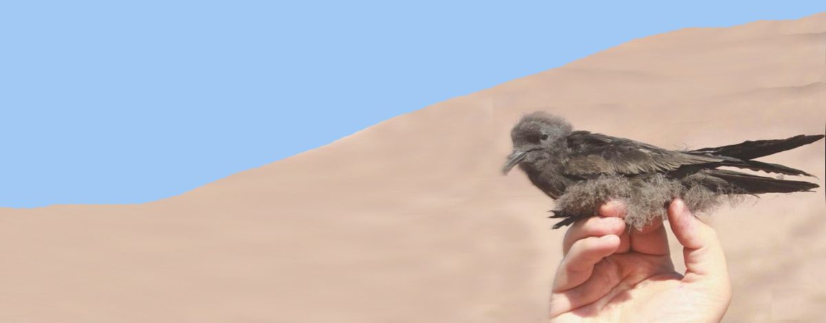 aves del desierto