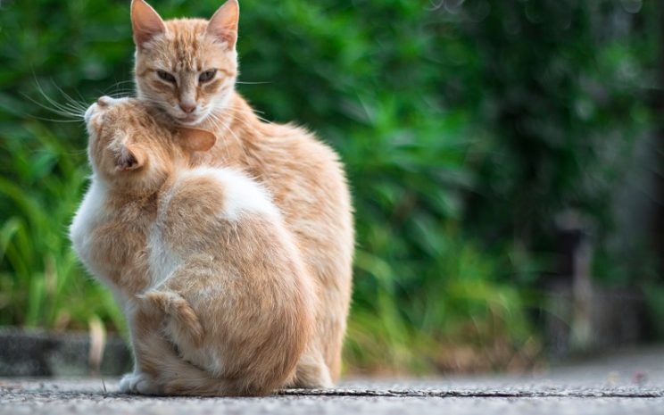 Mes de los gatos: ¿Por qué se celebra y qué cuidados debe tener mi